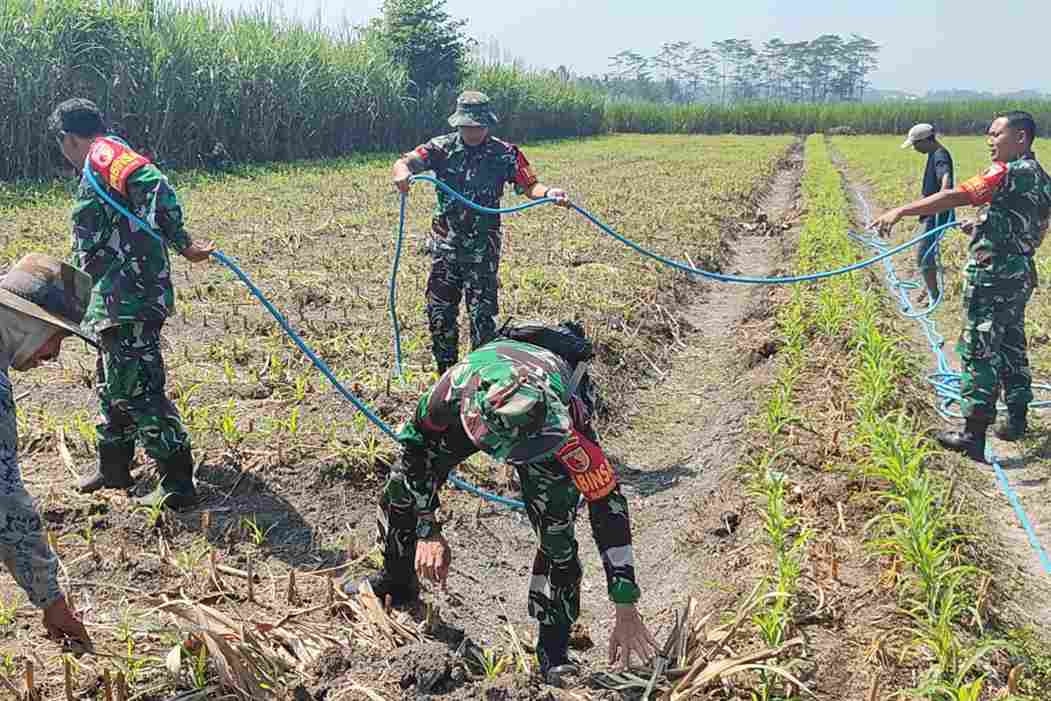 Personel Koramil Kedungkandang Bantu Poktan Arjowinangun Memupuk Tanaman Jagung