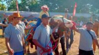 Sapi Simmental bernama Antony dengan bobot 1,140 ton menjadi juara untuk kategori kelas ekstrem. (Seru.co.id/aza) - Berbobot Satu Ton Lebih, Sapi Antony Juara Satu Kontes Ternak Situbondo 2024