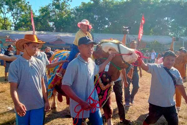 Sapi Simmental bernama Antony dengan bobot 1,140 ton menjadi juara untuk kategori kelas ekstrem. (Seru.co.id/aza) - Berbobot Satu Ton Lebih, Sapi Antony Juara Satu Kontes Ternak Situbondo 2024