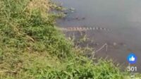 Tangkapan layar kemunculan buaya muara yang viral di media sosial. (ist) - Viral, Kemunculan Buaya Muara Jenis Crocodylus Porosus di Sungai Kencong Jember