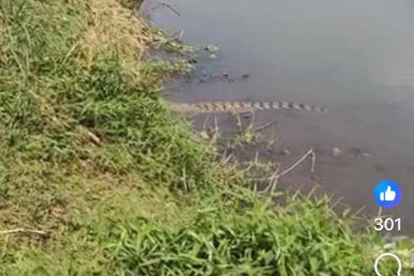 Tangkapan layar kemunculan buaya muara yang viral di media sosial. (ist) - Viral, Kemunculan Buaya Muara Jenis Crocodylus Porosus di Sungai Kencong Jember