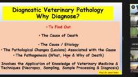 Visiting Professor bertema 'Optimizing Veterinary and Forensic Pathology Education Through Collaborative Teaching and Research Towards a World Class University'. (ist) - FKH UB Jadi Tuan Rumah Visiting Professor dari Malaysia