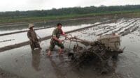 Babinsa Koramil 0833/02 Kedungkandang Kelurahan Tlogowaru membantu Kelompok Tani (Poktan) Makaryo 1 Tlogowaru Serka M Fauzan membantu Gapoktan dalam mengolah tanah pertanian. (ist) - Wujudkan Ketahanan Pangan Babinsa Koramil 0833/02 Kedungkandang Kelurahan Tlogowaru Bantu Tanam Padi