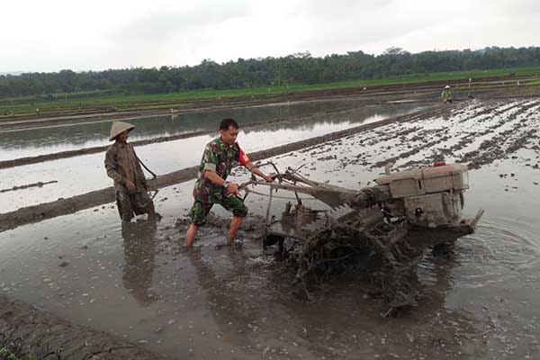 Babinsa Koramil 0833/02 Kedungkandang Kelurahan Tlogowaru membantu Kelompok Tani (Poktan) Makaryo 1 Tlogowaru Serka M Fauzan membantu Gapoktan dalam mengolah tanah pertanian. (ist) - Wujudkan Ketahanan Pangan Babinsa Koramil 0833/02 Kedungkandang Kelurahan Tlogowaru Bantu Tanam Padi