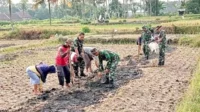 Babinsa Koramil Kedungkandang Bersama Poktan Harapan Menanam Jagung di Cemorokandang