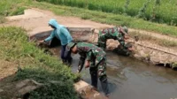 Babinsa Koramil Kedungkandang Bersama Poktan Suka Maju Bersihkan Saluran Irigasi