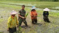 Babinsa Koramil Kedungkandang Dampingi Poktan Makaryo 1 Tlogowaru Tanam Padi