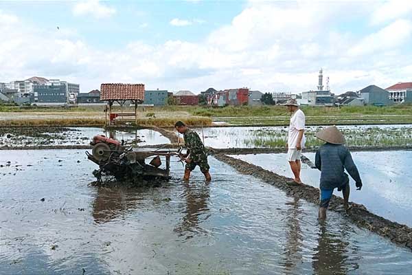 Babinsa Koramil Lowokwaru bantu petani bajak sawah Jatimulyo. (ist) - Babinsa Koramil Lowokwaru Bantu Petani Bajak Sawah Jatimulyo