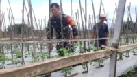 Babinsa Lowokwaru Dampingi Pemeliharaan Tanaman Tomat Poktan Wulung Kencono 1