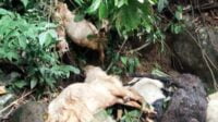Belasan ekor kambing yang ditemukan mati misterius. (ist) - 18 Ekor Kambing Ditemukan Mati Misterius di Sungai Gumitir Jember
