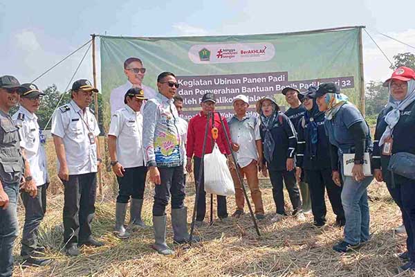 Pj Wali Kota Malang saat menimbang hasil ubinan padi. (afi) - Berikan Bantuan, Pj Wali Kota Malang Berharap Poktan Tetap Setia Mempertahankan Lahannya