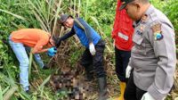 Proses evakuasi mayat tanpa identitas di Kecamatan Pagelaran, Kabupaten Malang. (ist) - Mayat Tanpa Identitas Ditemukan Hampir Menjadi Kerangka di Pagelaran