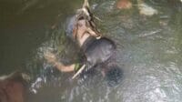 Mayat Laki-laki Bertato Ditemukan Mengapung di Sungai Bango