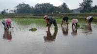 Babinsa Koramil 0833/02 Kedungkandang Mendampingi Penanaman Padi Petani Wonokoyo
