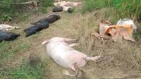Ratusan babi mati, peternak diimbau memperhatikan biosekuriti kandang dan higienitas pakan ternak. (ist) - 239 Babi di Lembata Mati Sejak Mei 2024, Dua Positif Virus ASF