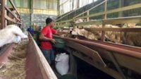 Minat Pembeli Kambing Kurban Menurun, Harga Juga Anjlok