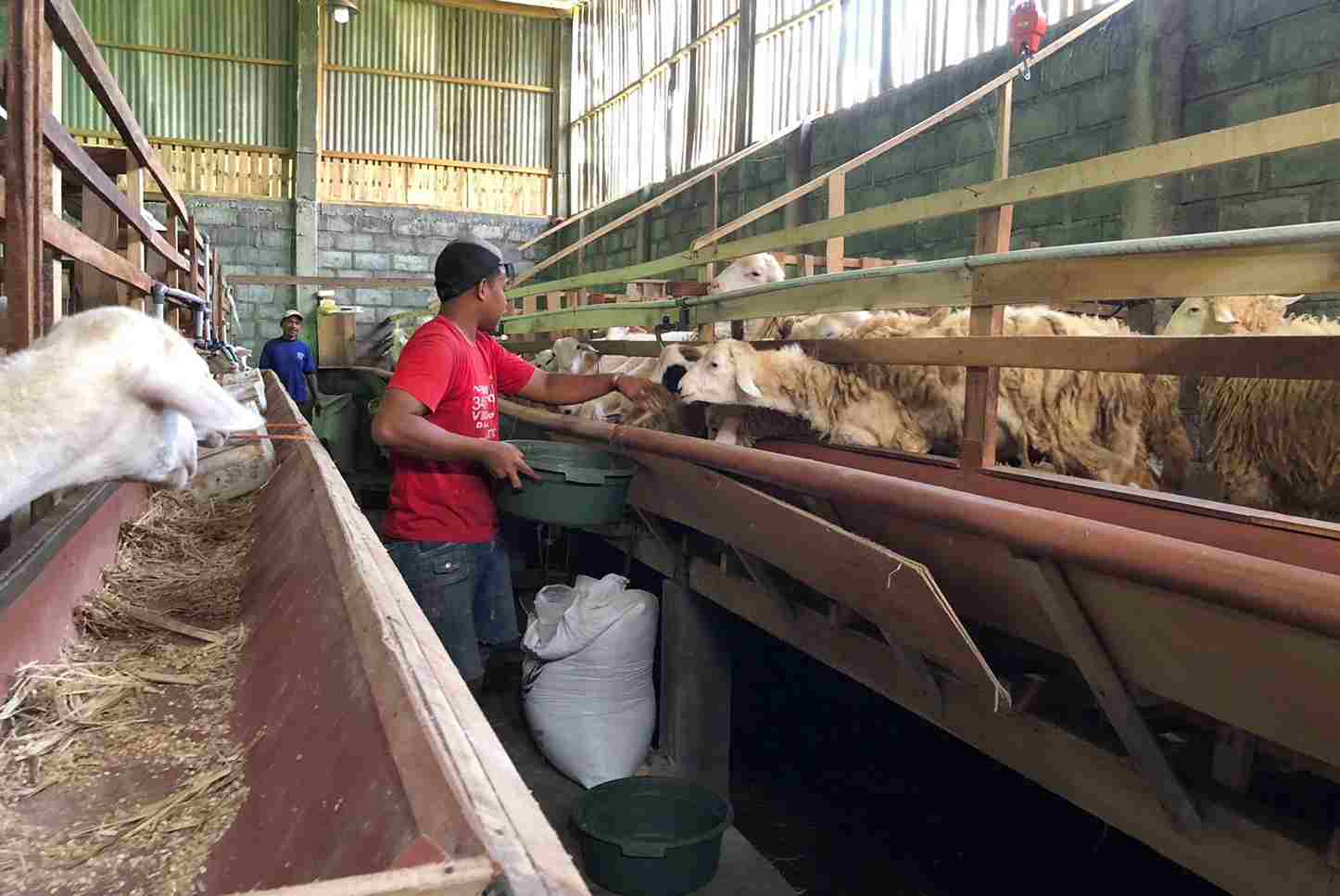Minat Pembeli Kambing Kurban Menurun, Harga Juga Anjlok