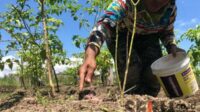 Berkat RDKK, Pupuk Subsidi di Kabupaten Malang Sesuai Kebutuhan