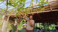Anggota Polsek Patrang Jember, Aiptu Hadi Purnomo saat merawat tanaman di kebunnya. (SERU.co.id/amb) - Anggota Polisi di Jember Sukses Budidaya Anggur dari Eropa, Per Tahun Raih Omzet Rp10-20 Juta