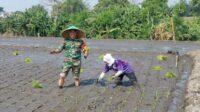 Babinsa Lowokwaru Bersama Poktan Wulung Kencono 2 Tunggulwulung Tanam Padi
