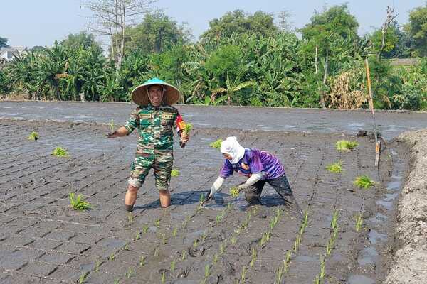 Babinsa Lowokwaru Bersama Poktan Wulung Kencono 2 Tunggulwulung Tanam Padi
