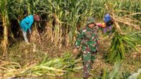Babinsa Sukun dampingi hanpangan panen jagung petani Mulyorejo. (ist) - Babinsa Sukun Dampingi Hanpangan Panen Jagung Petani Mulyorejo