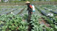 Babinsa Tunggulwulung Bantu Semprot Tanaman Brokoli Poktan Wulung Kencono 1