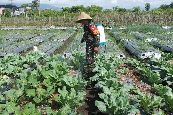 Babinsa Tunggulwulung Bantu Semprot Tanaman Brokoli Poktan Wulung Kencono 1