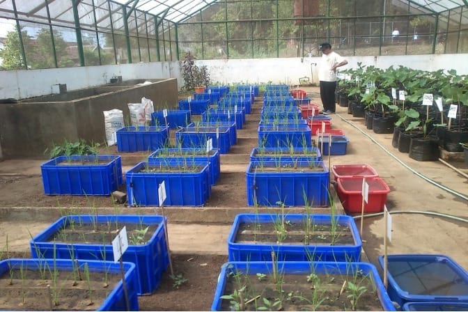 Dosen UB Kembangkan Pita Mulsa Organik Cegah Pertumbuhan Gulma dan Evaporasi di NTT