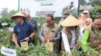 Pj Wali Kota Batu melaksanakan panen raya Cabai di Dusun Junggo, Desa Tulungrejo, Kecamatan Bumiaji, Kota Batu. (ist) - Pj. Wali Kota Batu Panen Cabai dan Serahkan Bantuan untuk Gapoktan di Junggo