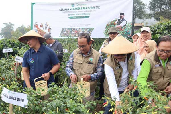 Pj Wali Kota Batu melaksanakan panen raya Cabai di Dusun Junggo, Desa Tulungrejo, Kecamatan Bumiaji, Kota Batu. (ist) - Pj. Wali Kota Batu Panen Cabai dan Serahkan Bantuan untuk Gapoktan di Junggo