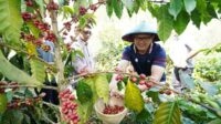 Pj. Wali Kota Batu memetik buah kopi arabika di Desa Bulukerto, Kecamatan Bumiaji, Kota Batu. (ist) - Pj Aries Yakin Kopi Arabica Andalan Desa Bulukerto Mampu Tingkatkan Ekonomi Masyarakat