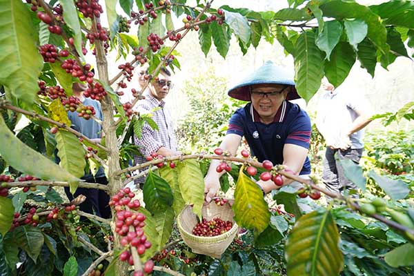 Pj. Wali Kota Batu memetik buah kopi arabika di Desa Bulukerto, Kecamatan Bumiaji, Kota Batu. (ist) - Pj Aries Yakin Kopi Arabica Andalan Desa Bulukerto Mampu Tingkatkan Ekonomi Masyarakat