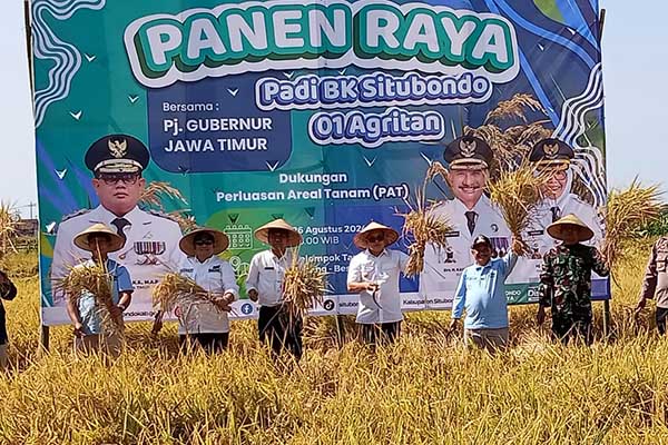 Acara panen raya dilakukan di lahan kelompok tani Desa Demung, Kecamatan Besuki, Kabupaten Situbondo, Senin (26/8/2024). (Seru.co.id/aza) - Pj Gubernur Jatim Apresiasi Bibit Padi BK Situbondo 01 dan 02 Agritan