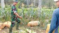 Babinsa Koramil Kedungkandang Bantu Warga Panen Jagung