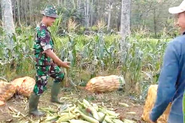 Babinsa Koramil Kedungkandang Bantu Warga Panen Jagung