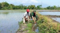 Babinsa Koramil Blimbing Cek Irigasi Sawah di Wilayah Tasikmadu Dukung Ketahanan Pangan