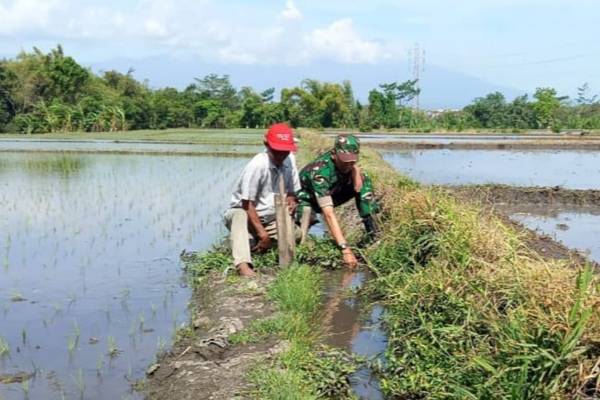 Babinsa Koramil Blimbing Cek Irigasi Sawah di Wilayah Tasikmadu Dukung Ketahanan Pangan