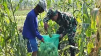 Babinsa Koramil Kedungkandang Bantu Petani Panen Jagung