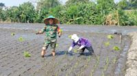 Dukung Program Ketahanan Pangan, Babinsa Lowokwaru Dampingi Poktan Wulung Kencono 2