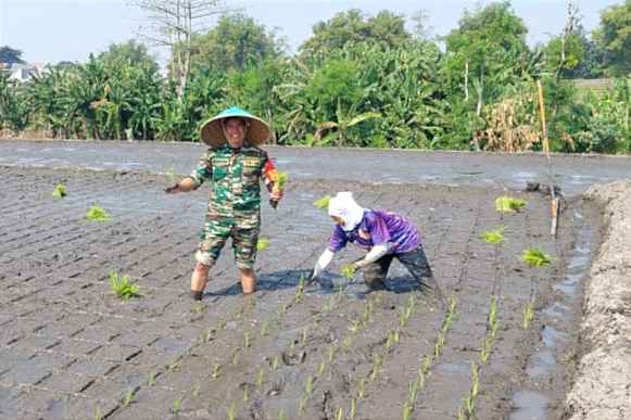 Dukung Program Ketahanan Pangan, Babinsa Lowokwaru Dampingi Poktan Wulung Kencono 2