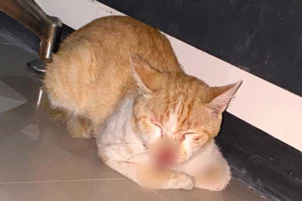 Salah satu kucing terluka yang dianiaya oleh pemilik Kos Millenial. (ist) - Viral, Pemilik Kos di Jember Diduga Suka Aniaya Kucing dan Intip Penghuni Cewek