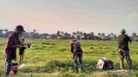 Suasana Sawah Kotak saat sore hari mulai dipenuhi warga yang ingin bermain layangan. (afi) - Sawah Kotak Sekarpuro, Surga Bermain Layang-Layang yang Butuh Perhatian