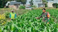 Babinsa Koramil 0833/05 Dampingi Petani Tunggulwulung Penyemprotan Tanaman Jagung