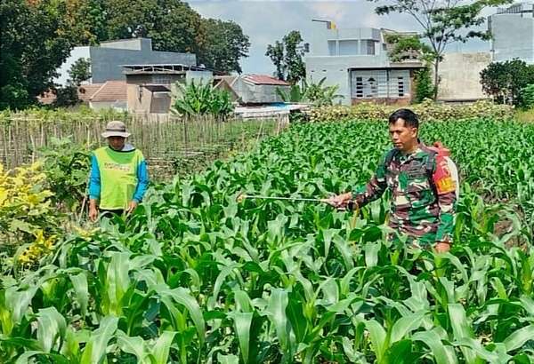 Babinsa Koramil 0833/05 Dampingi Petani Tunggulwulung Penyemprotan Tanaman Jagung