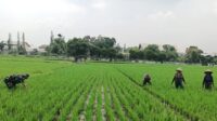 Babinsa Blimbing Dampingi Petani Purwantoro Mengolah Sawah untuk Ketahanan Pangan