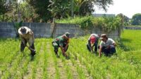 Babinsa Blimbing dampingi petani olah lahan pertanian Polowijen. (ist) - Babinsa Blimbing Dampingi Petani Olah Lahan Pertanian Polowijen