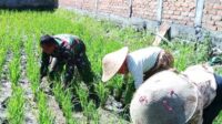 Babinsa Kedungkandang dampingi petani Cemorokandang tingkatkan hasil panen. (ist) - Babinsa Kedungkandang Dampingi Petani Cemorokandang Tingkatkan Hasil Panen
