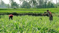 Babinsa Kedungkandang Sinergisitas Petani Cemorokandang Tingkatkan Ketahanan Pangan