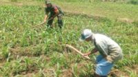 Babinsa Koramil 0833/Lowokwaru Dampingi Poktan Tunggulwulung Wujudkan Ketahanan Pangan